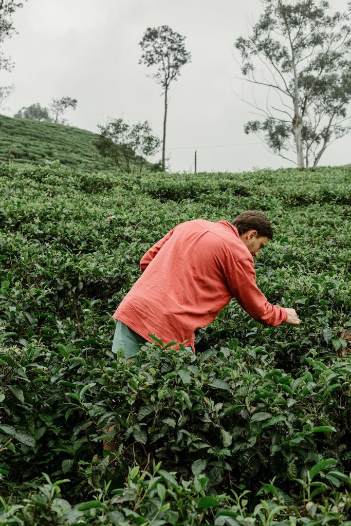 A man picking tea leaves in a vibrant Sri Lankan plantation, showcasing local agriculture.